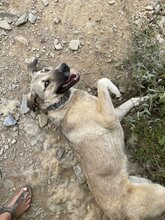 LUNA, Hund, Mischlingshund in Türkei - Bild 4