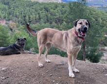 LUNA, Hund, Mischlingshund in Türkei - Bild 7