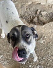 CHIPPI, Hund, Mischlingshund in Türkei - Bild 2