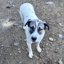 CHIPPI, Hund, Mischlingshund in Rheinstetten - Bild 14