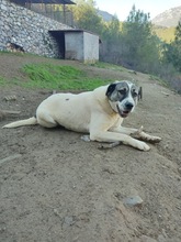 CHIPPI, Hund, Mischlingshund in Rheinstetten - Bild 22