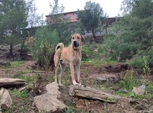 AKBAR, Hund, Mischlingshund in Türkei - Bild 10