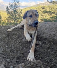AKBAR, Hund, Mischlingshund in Türkei - Bild 3