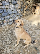 AKBAR, Hund, Mischlingshund in Türkei - Bild 6