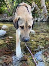 AKBAR, Hund, Mischlingshund in Türkei - Bild 8