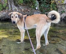 AKBAR, Hund, Mischlingshund in Türkei - Bild 9