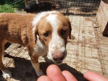 DENIRO, Hund, Mischlingshund in Rumänien - Bild 3