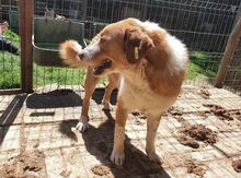 DENIRO, Hund, Mischlingshund in Rumänien - Bild 5