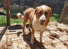 DENIRO, Hund, Mischlingshund in Rumänien - Bild 6