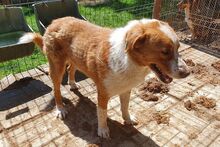 DENIRO, Hund, Mischlingshund in Rumänien - Bild 7