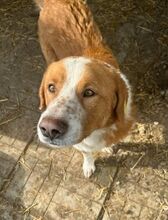 DENIRO, Hund, Mischlingshund in Rumänien - Bild 8