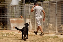 EURO, Hund, Mischlingshund in Italien - Bild 9