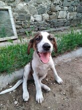 TOTI, Hund, Mischlingshund in Bulgarien - Bild 2