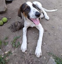 TOTI, Hund, Mischlingshund in Bulgarien - Bild 3