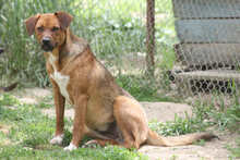 PETRA, Hund, Mischlingshund in Rumänien - Bild 1