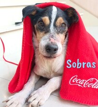 SOBRAS, Hund, Ratonero Bodeguero Andaluz in Spanien - Bild 1