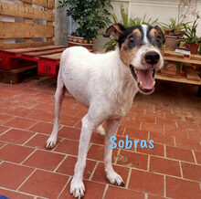 SOBRAS, Hund, Ratonero Bodeguero Andaluz in Spanien - Bild 2