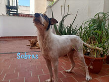 SOBRAS, Hund, Ratonero Bodeguero Andaluz in Spanien - Bild 3