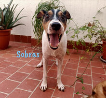 SOBRAS, Hund, Ratonero Bodeguero Andaluz in Spanien - Bild 4