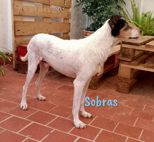 SOBRAS, Hund, Ratonero Bodeguero Andaluz in Spanien - Bild 5