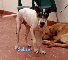 SOBRAS, Hund, Ratonero Bodeguero Andaluz in Spanien - Bild 6