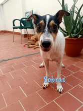 SOBRAS, Hund, Ratonero Bodeguero Andaluz in Spanien - Bild 7