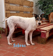 SOBRAS, Hund, Ratonero Bodeguero Andaluz in Spanien - Bild 8