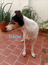 SOBRAS, Hund, Ratonero Bodeguero Andaluz in Spanien - Bild 9