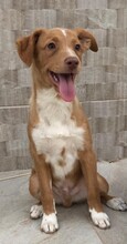 MORITZ, Hund, Mischlingshund in Spanien - Bild 4