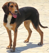 MAYA5, Hund, Jagdhund-Mix in Zypern - Bild 2