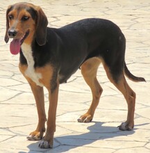 MAYA5, Hund, Jagdhund-Mix in Zypern - Bild 5