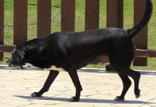 MIA6, Hund, Mischlingshund in Zypern - Bild 2