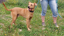 GARCIA, Hund, Podenco-Mix in Portugal - Bild 6