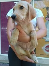 COOPER2, Hund, Mischlingshund in Bulgarien - Bild 2