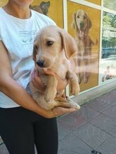 COOPER2, Hund, Mischlingshund in Bulgarien - Bild 3
