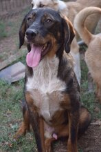 VONBARON, Hund, Mischlingshund in Bulgarien - Bild 1