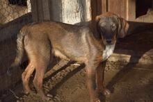 VONBARON, Hund, Mischlingshund in Bulgarien - Bild 2