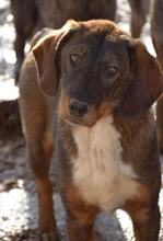 VONBARON, Hund, Mischlingshund in Bulgarien - Bild 3