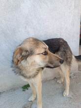 BETTY, Hund, Mischlingshund in Bulgarien - Bild 2
