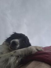 SONY, Hund, Mischlingshund in Rumänien - Bild 1