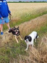 SONY, Hund, Mischlingshund in Rumänien - Bild 3