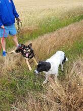 SONY, Hund, Mischlingshund in Rumänien - Bild 4