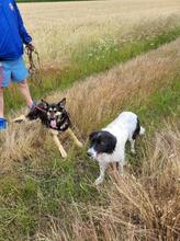 SONY, Hund, Mischlingshund in Rumänien - Bild 5
