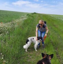 SONY, Hund, Mischlingshund in Rumänien - Bild 6