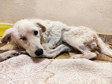 FIAMMETTA, Hund, Mischlingshund in Italien - Bild 13