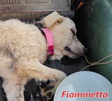 FIAMMETTA, Hund, Mischlingshund in Italien - Bild 14
