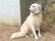 FIAMMETTA, Hund, Mischlingshund in Italien - Bild 3