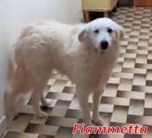 FIAMMETTA, Hund, Mischlingshund in Italien - Bild 6