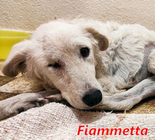 FIAMMETTA, Hund, Mischlingshund in Italien - Bild 9