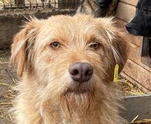 FABRIZIO, Hund, Mischlingshund in Rumänien - Bild 1
